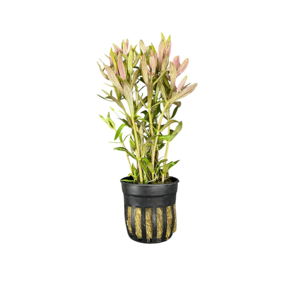 Limnophila hippuridoides (Pot)