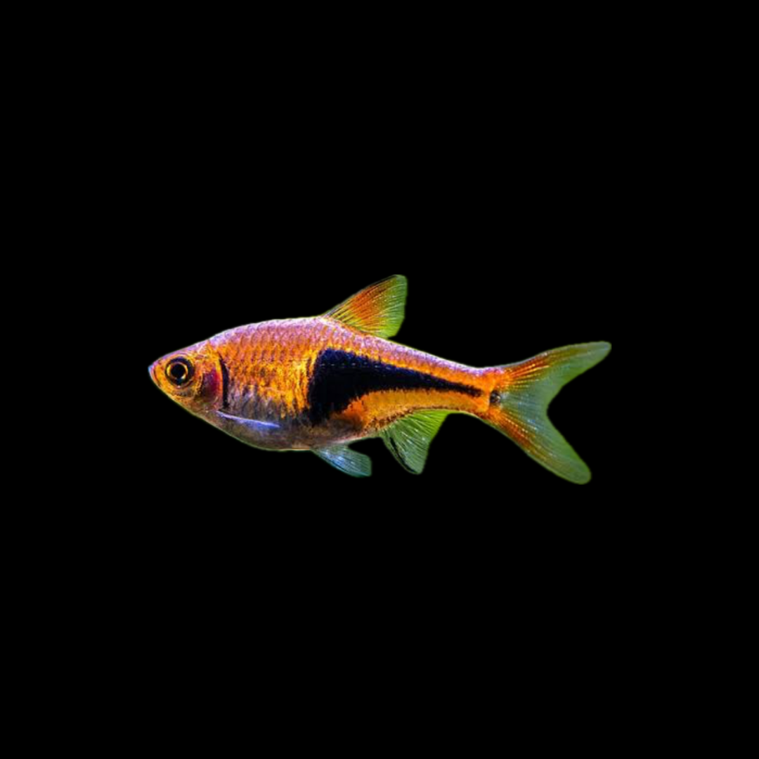 Harlequin Rasbora (2cm)