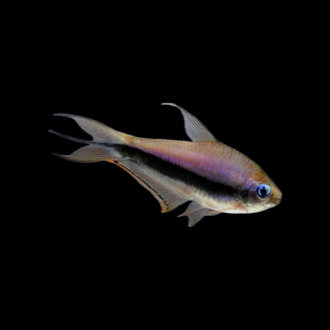 Emperor Tetra (3cm)