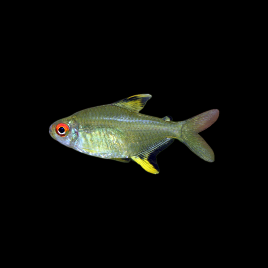 Lemon Tetra (4cm)