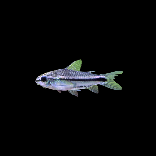Pygmy Corydoras (1-2cm)
