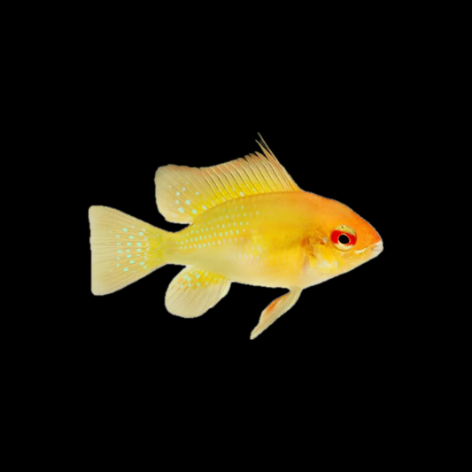 Sunshine Gold Ram (3-4cm)