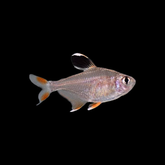 White Fin Ornate Tetra (3cm)