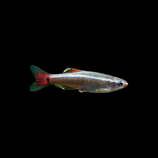 White Cloud Minnow - Home Bred