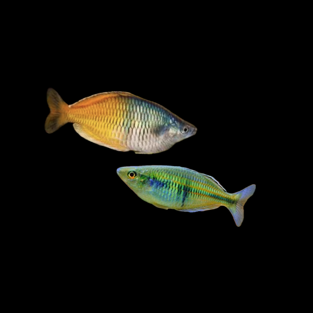 Boesemani Rainbowfish (Melanotaenia Boesemani) (4cm)