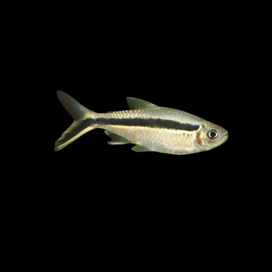 Penguin Tetra (4cm)