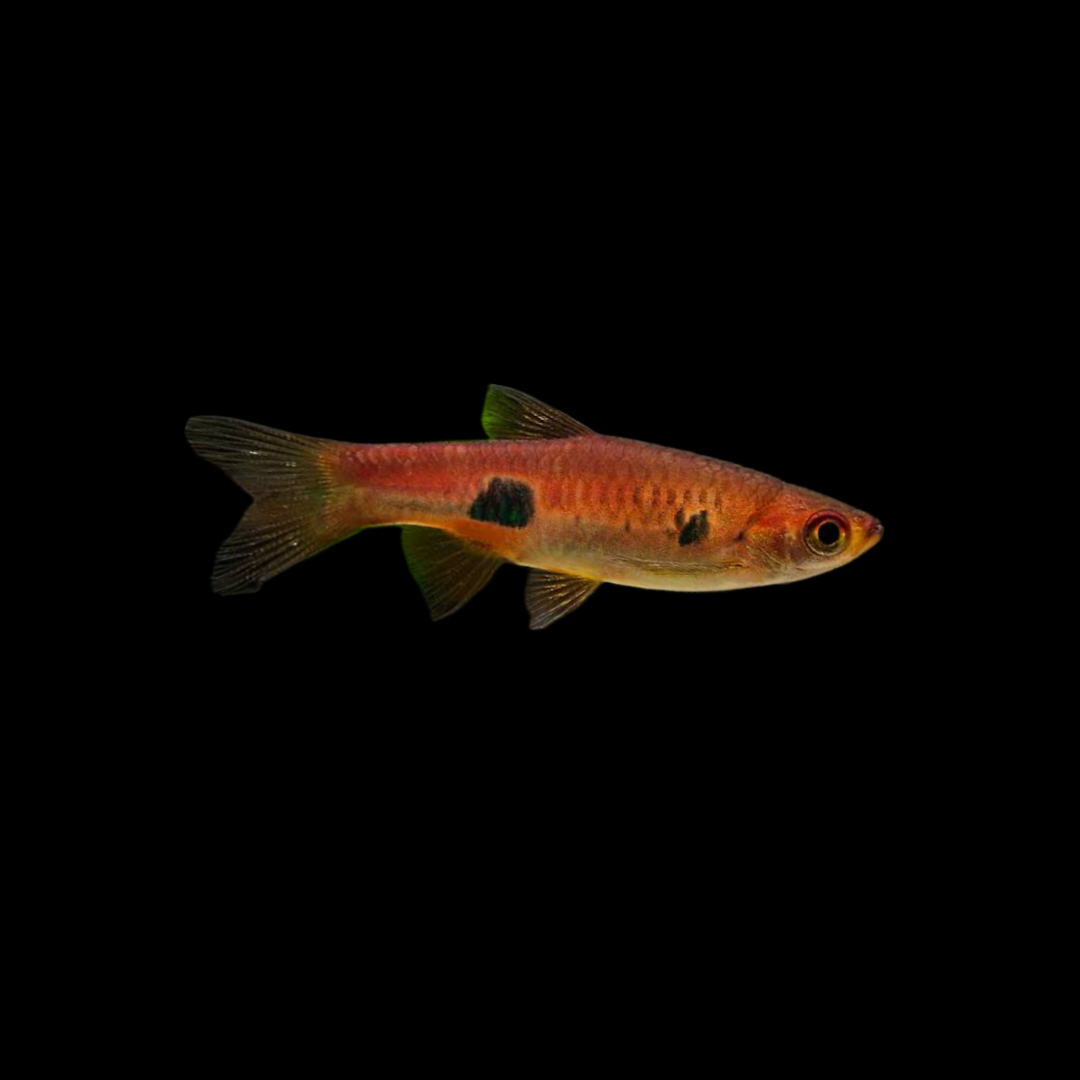 Clown Rasbora