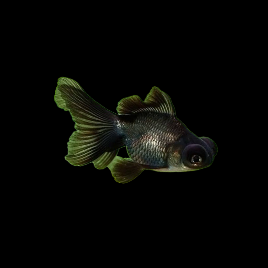 Black Moor Goldfish (5cm)