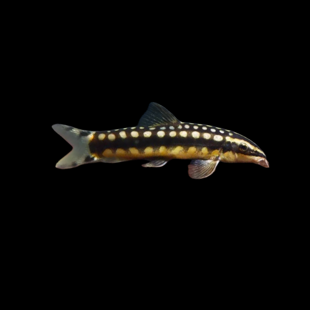 Dwarf Chain Loach (2-3cm)