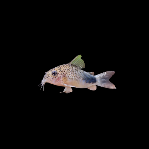 Similis Corydoras (3-4cm)