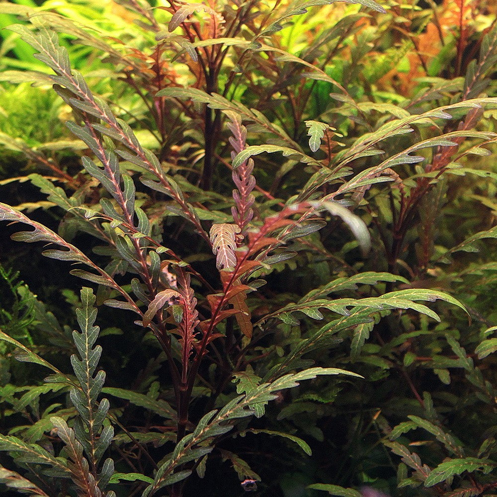 Hygrophila Pinnatifida | 5cm