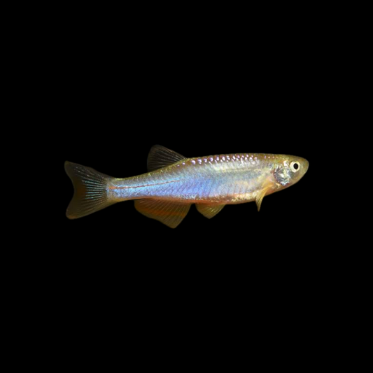 Pearl Danio (2-3cm) - Bred By Nick