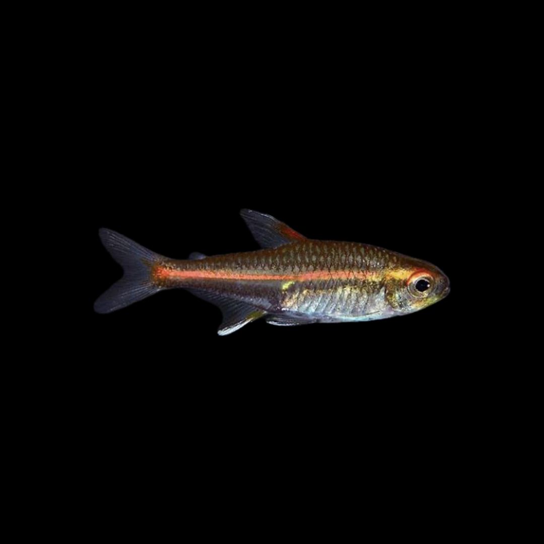 Glowlight Tetra (2.5cm)