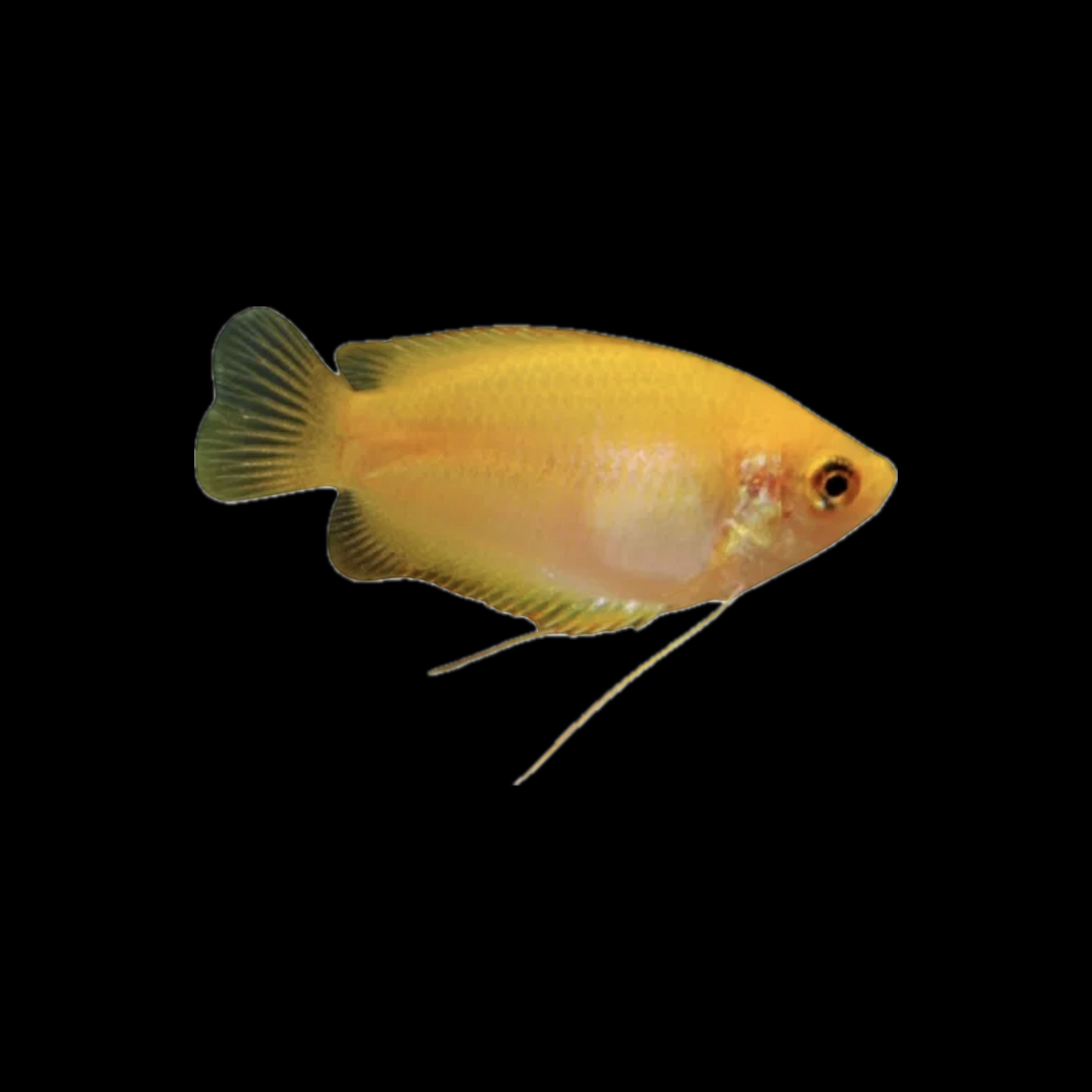 Gold Dwarf Honey Gourami (3cm)
