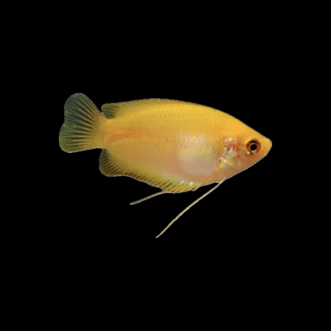 Honey Gourami (3cm)