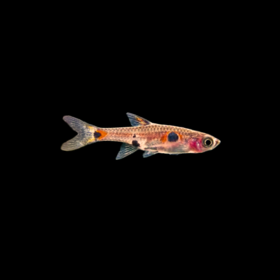 Dwarf Rasbora (Boraras maculatus)