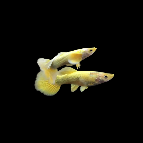 24k Full Gold Guppy - Home Bred