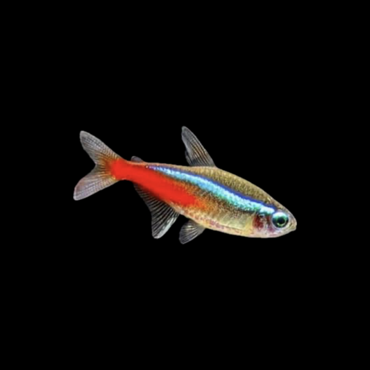 Neon Tetra (2cm)