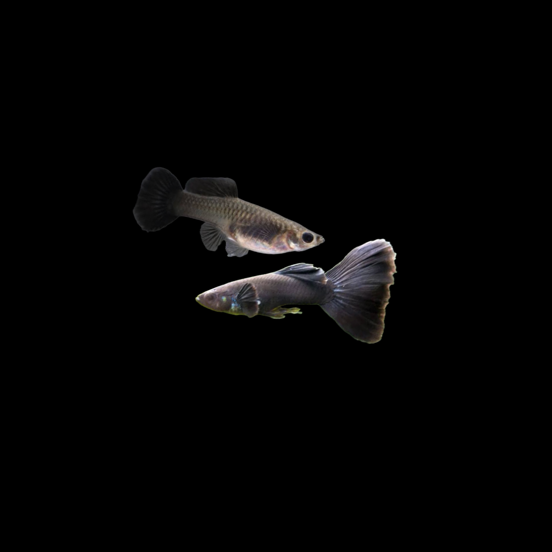 Black Moscow Guppy