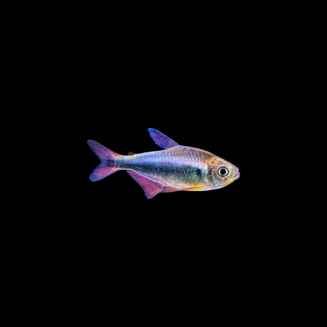 Bleeding Blue Tetra (2.5cm)