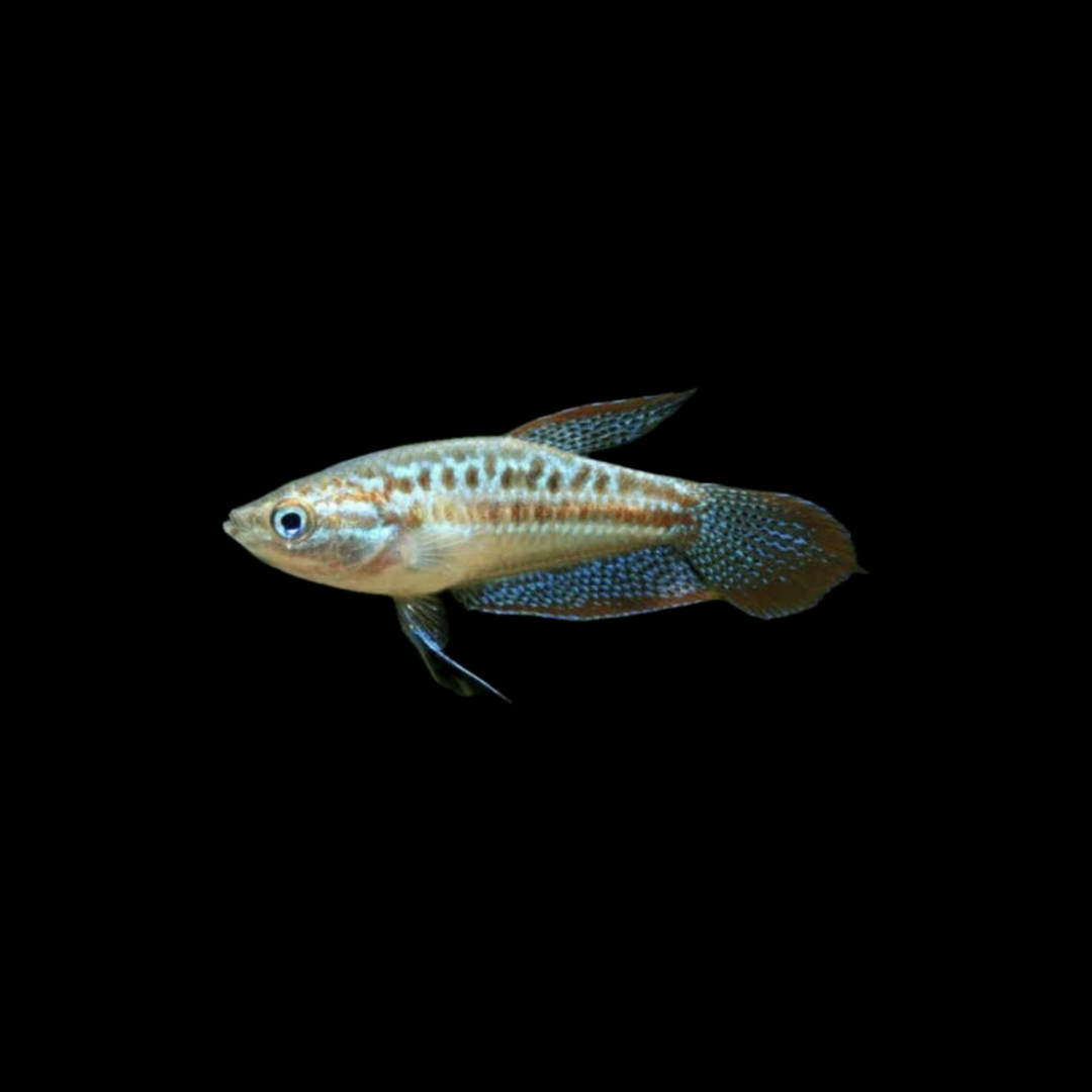 Sparkling Gourami (1.5 - 2cm)