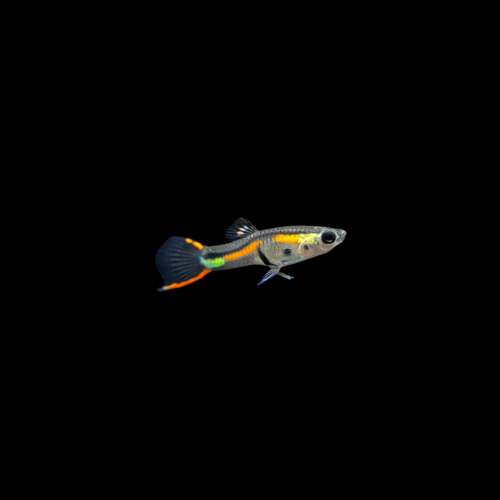 Black Bar Endler