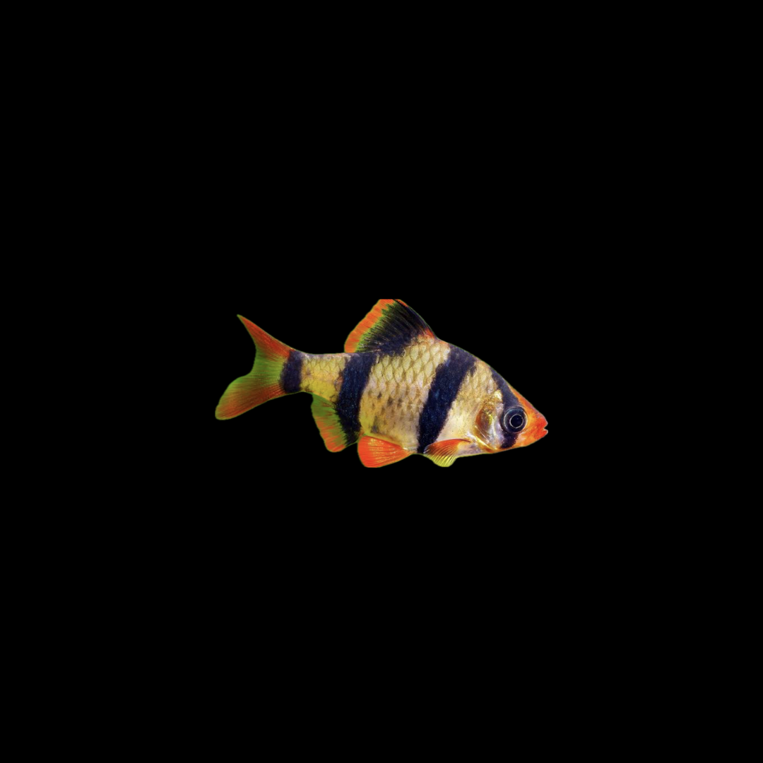 Tiger Barb (3.5-4cm)