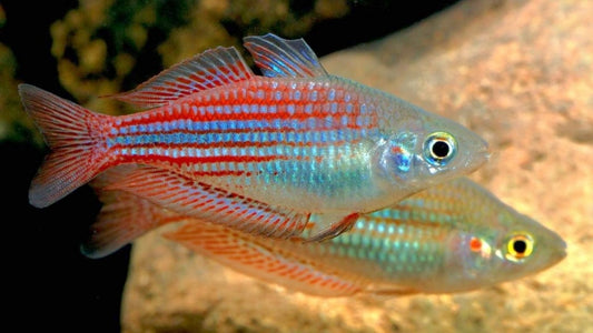 Utchee Creek Rainbowfish (Melanotaenia utcheensis ) (3cm) - Home Bred