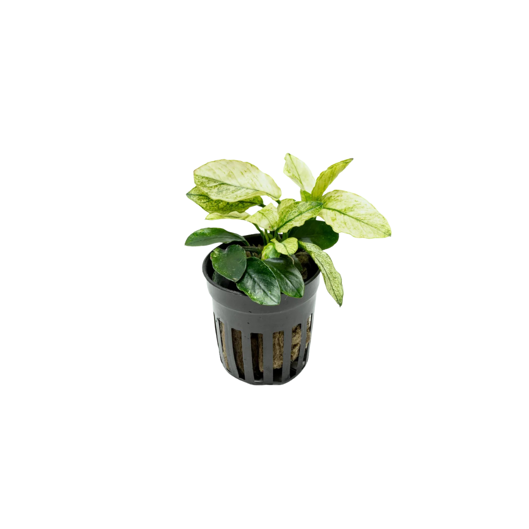 Anubias Pinto (Anubias barteri 'Pinto') (Live Plant)