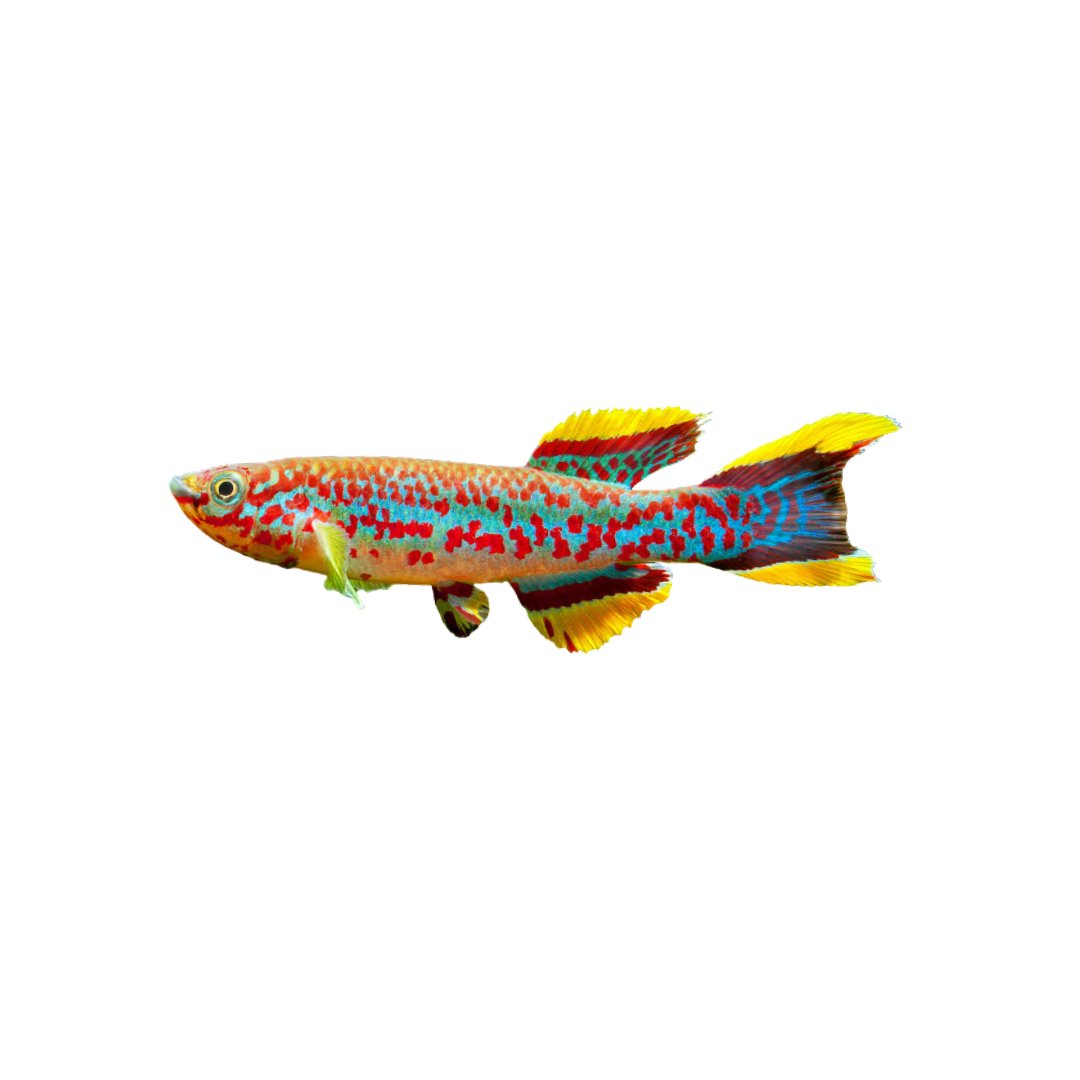 Aphyosemion gardneri - 3.5cm (Fundulopanchax gardneri) (Live Fish)
