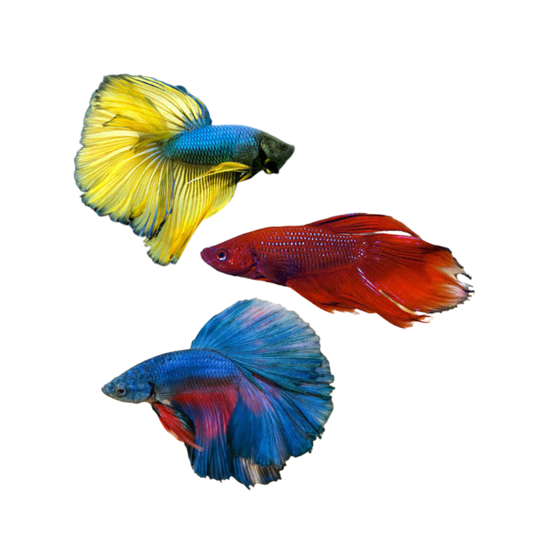 Assorted Bettas - 4cm (Betta splendens) (Live Fish)