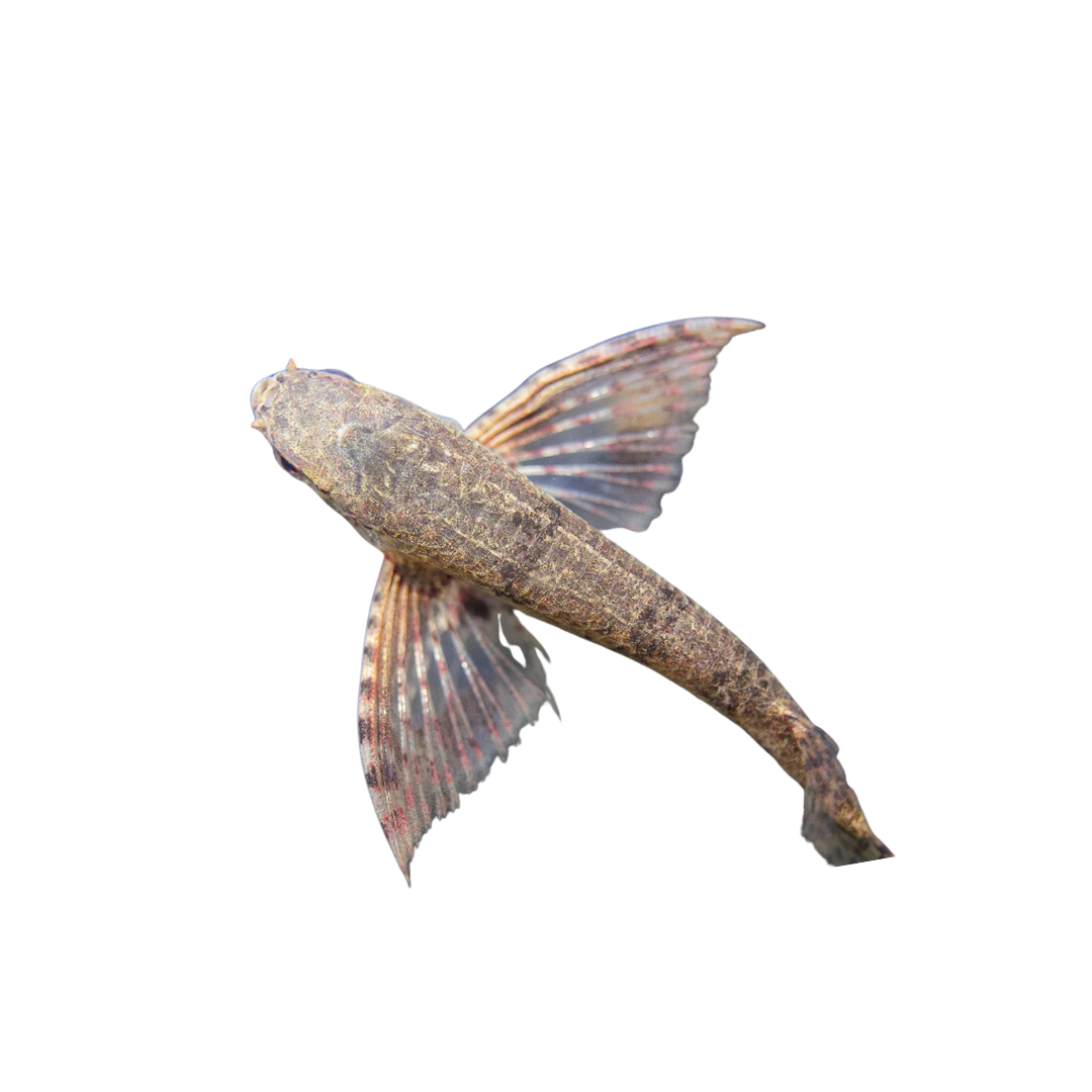 African Butterfly Fish - 4cm (Pantodon buchholzi) (Live Fish)