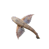 African Butterfly Fish - 4cm (Pantodon buchholzi) (Live Fish)