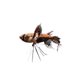 African Butterfly Fish - 4cm (Pantodon buchholzi) (Live Fish)