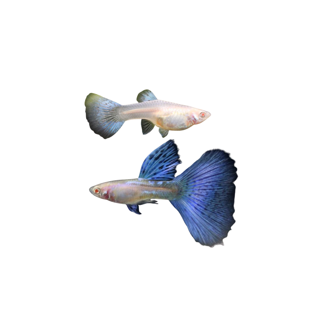 Albino Blue Grass Guppy PAIR - 3cm (Poecilia reticulata) (Live Fish)