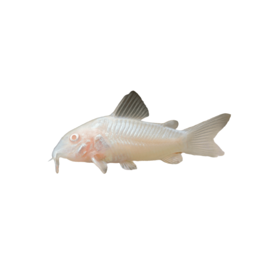 Albino Corydoras - 3cm (Live Fish)