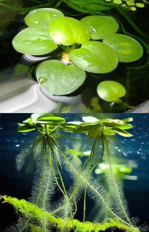 Frogbit Tub