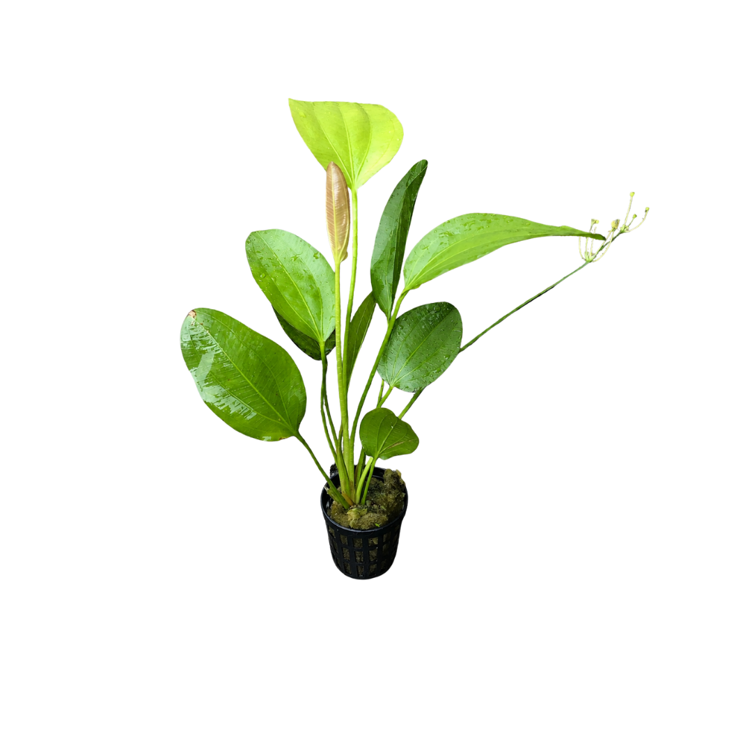 Amazon Sword 'Oriental' (Echinodorus 'Oriental') (Live Plant)