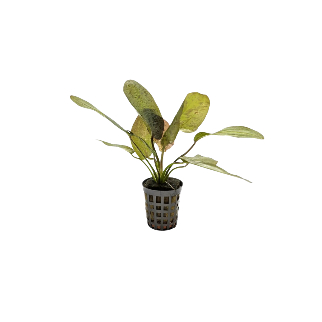 Amazon Sword 'Red Ozelot' (Echinodorus 'Red Ozelot') (Live Plant)