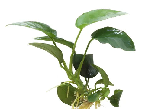 Anubias | Assorted