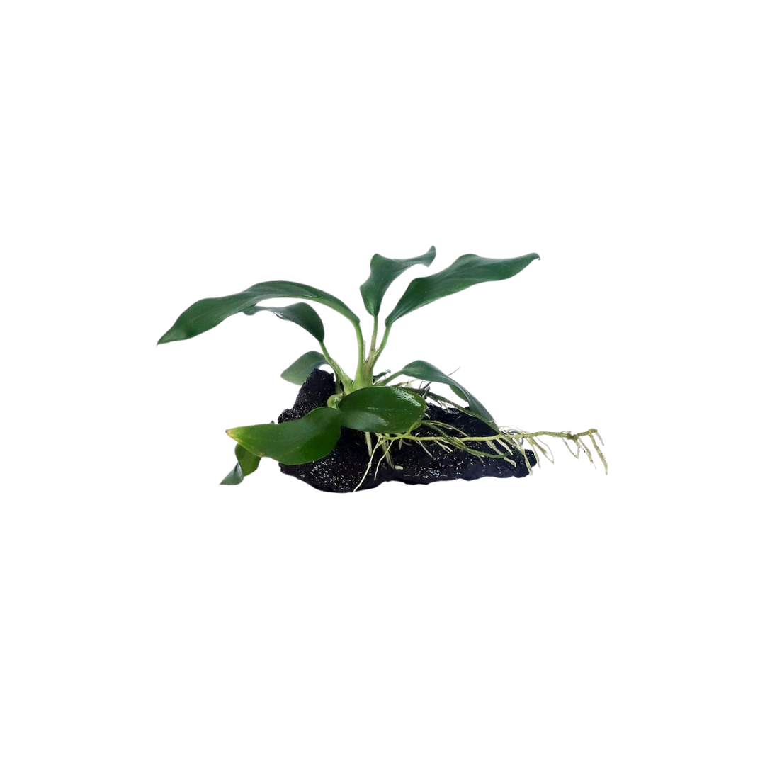 Anubias Dragon Claw (Live Plant)