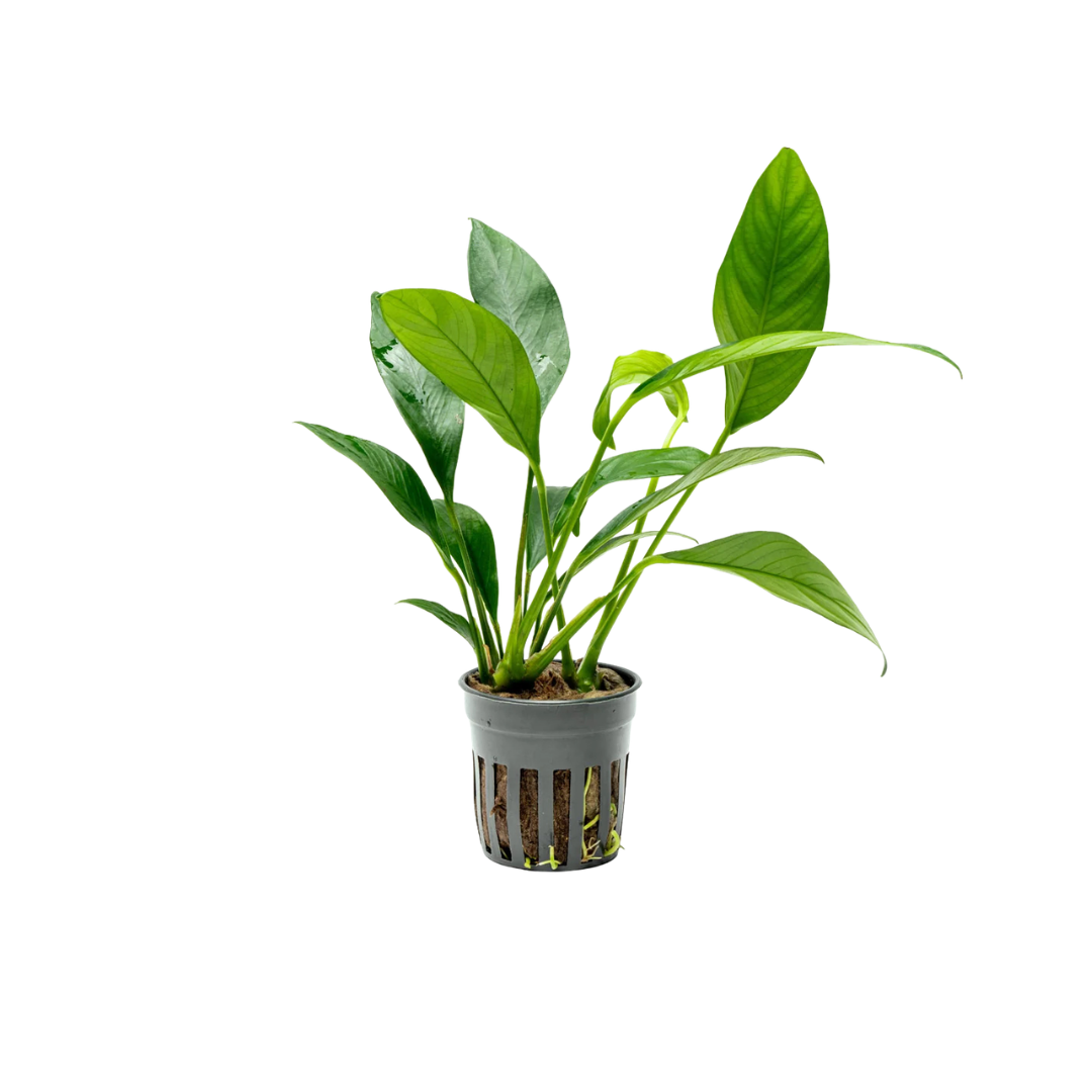Anubias Glabra 'Green' (Anubias barteri var. glabra) (Live Plant)