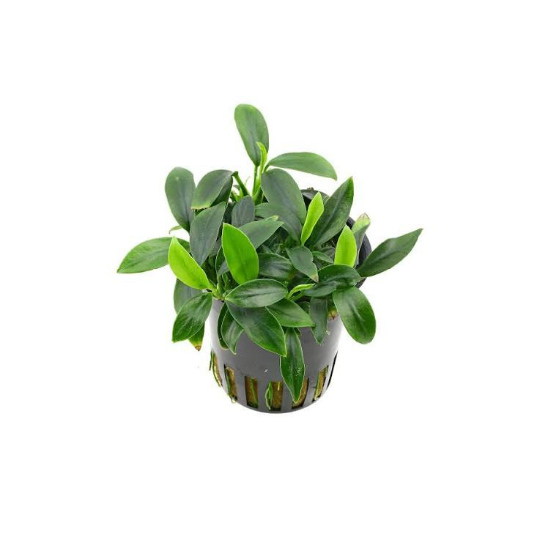 Anubias Pangolino (Anubias barteri 'Pangolino') (Live Plant)