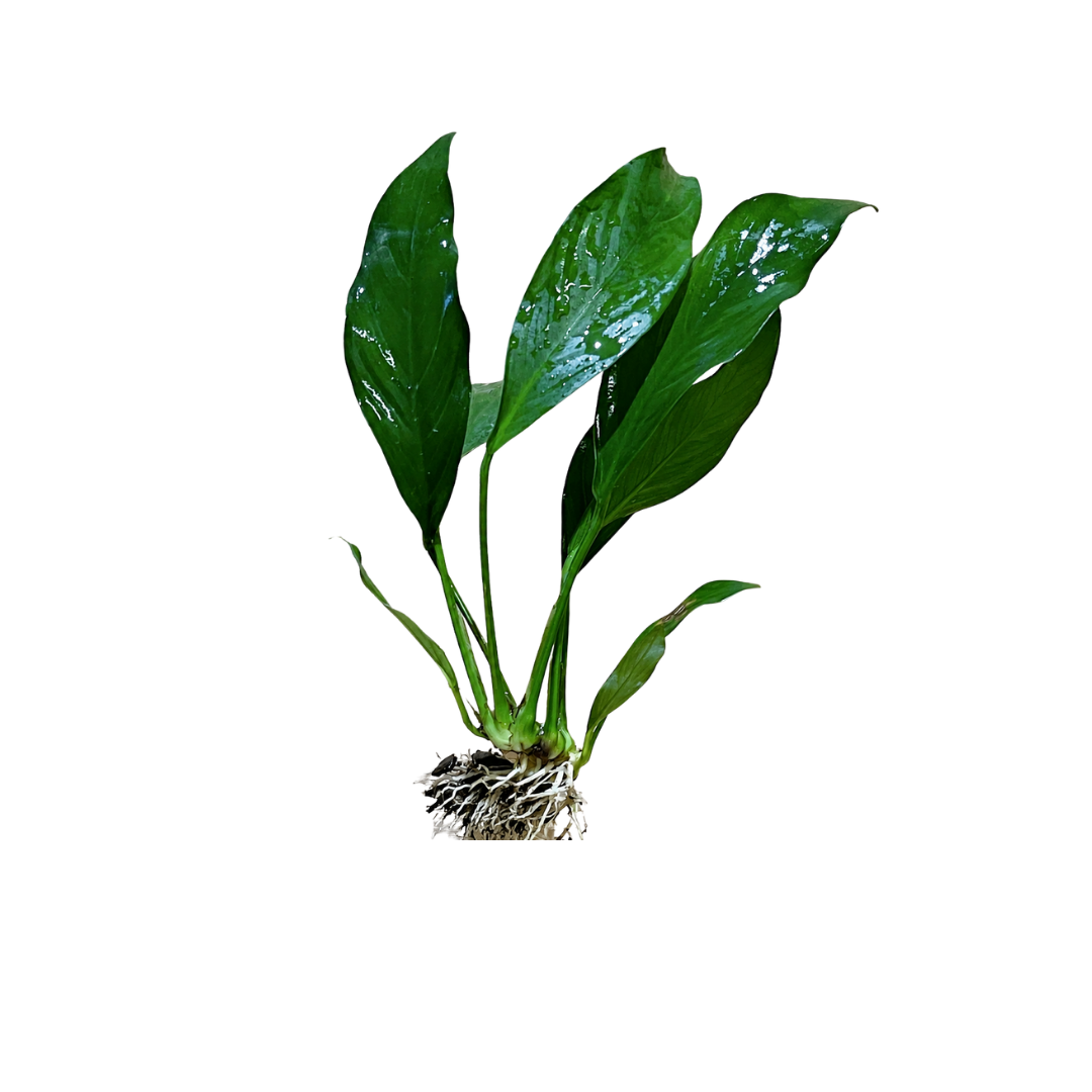 Anubias 'Frilly' - Medium (Live Plant)