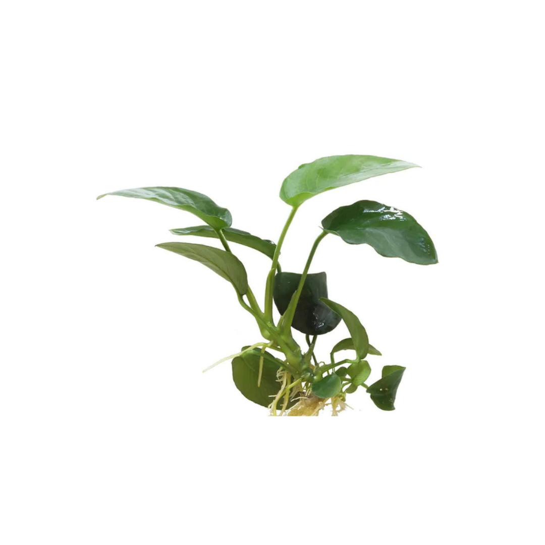 Anubias Nana - Medium Size (Live Plant)