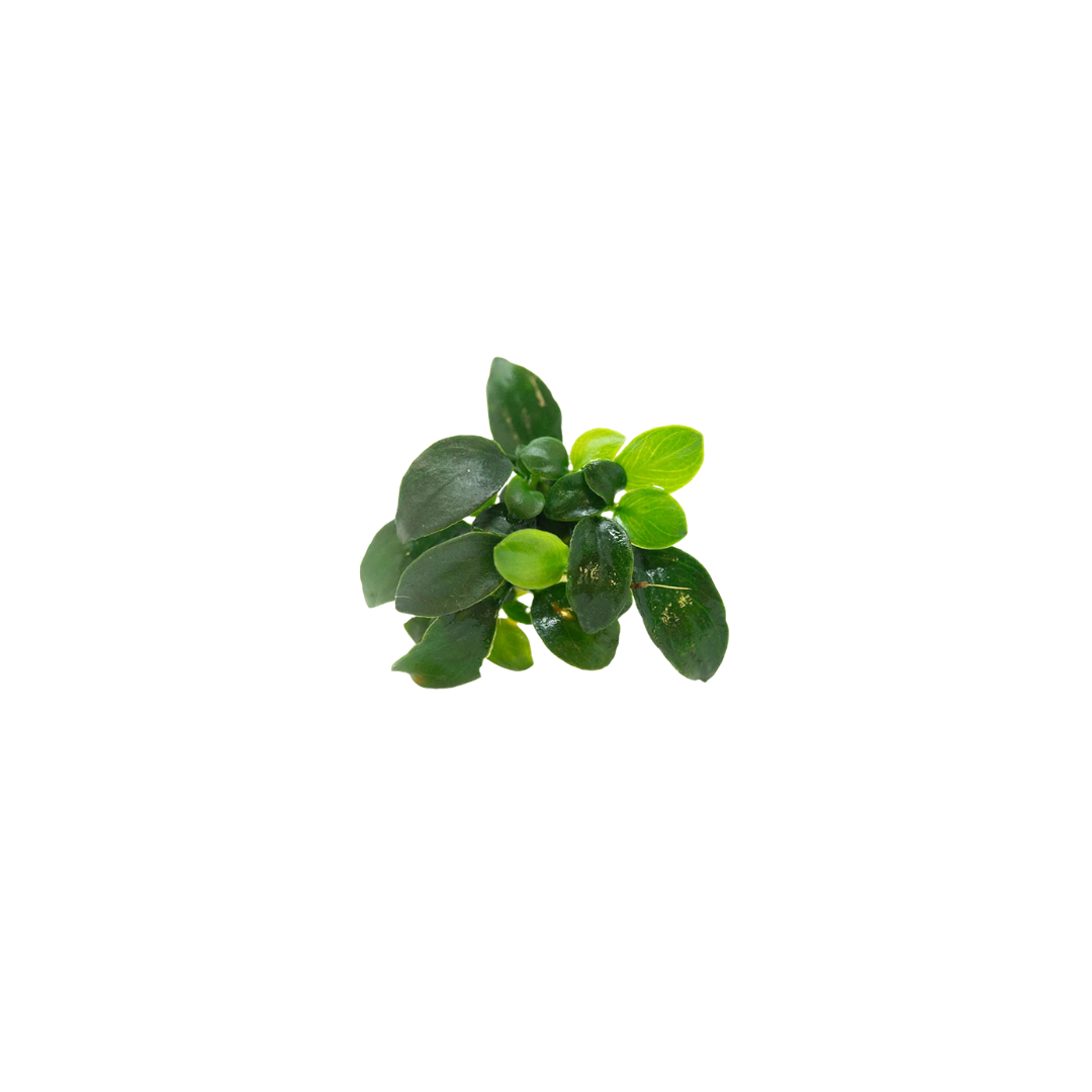 Anubias Nana (Live Plant)