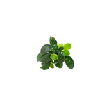 Anubias Nana (Live Plant)