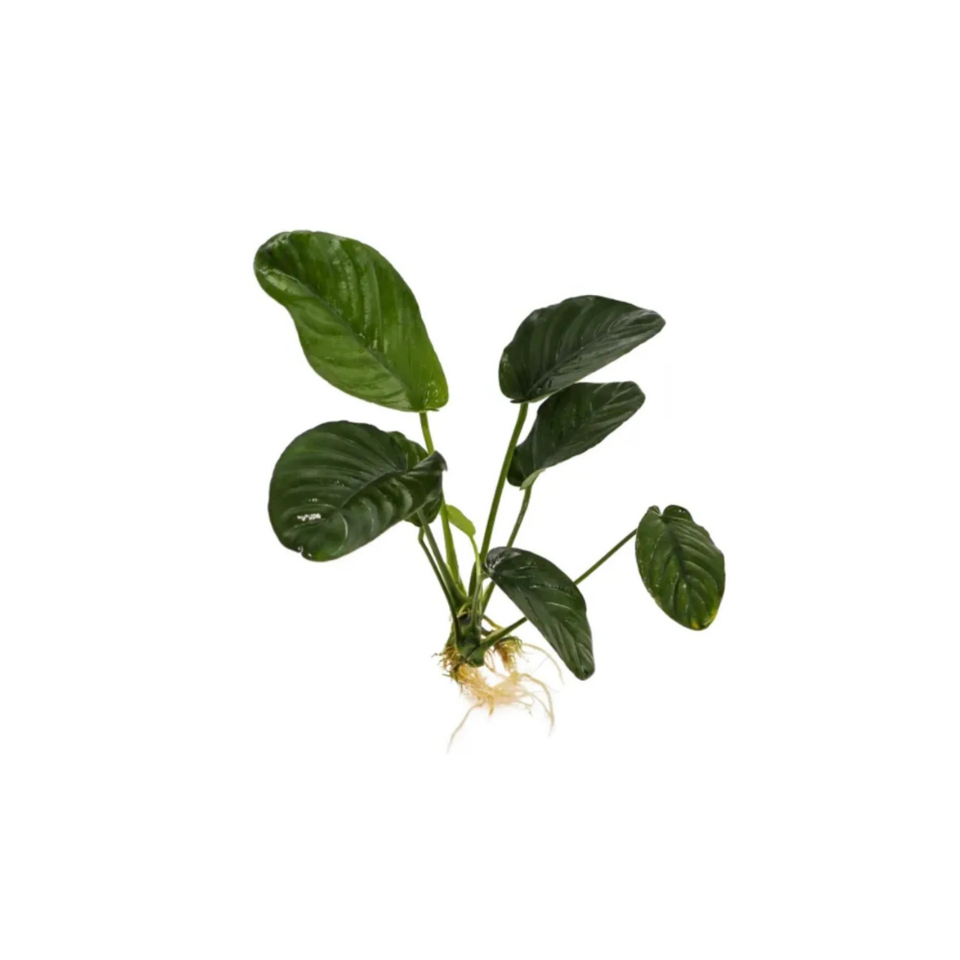 Anubias Jenny - Medium (Live Plant)