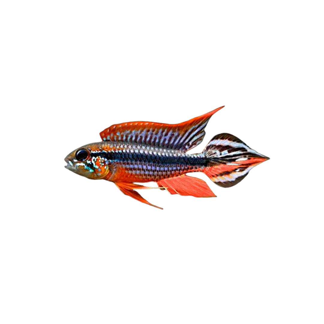 Apistogramma Agassizii Tefé Red Back - 5cm (Pair) (Live Fish)