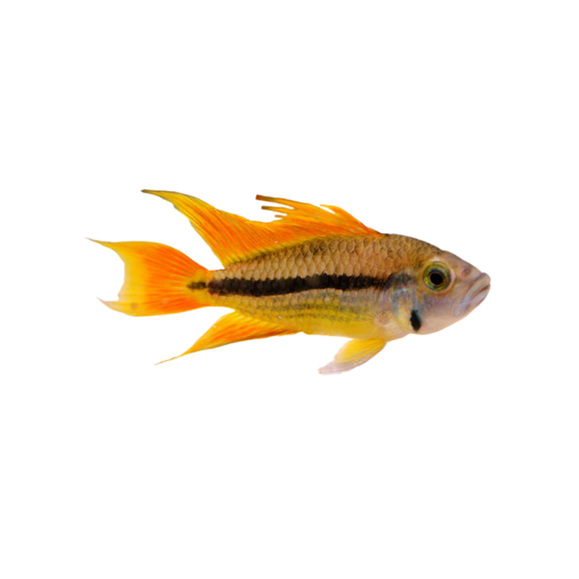 Apistogramma Cacatuoides Orange Flash
